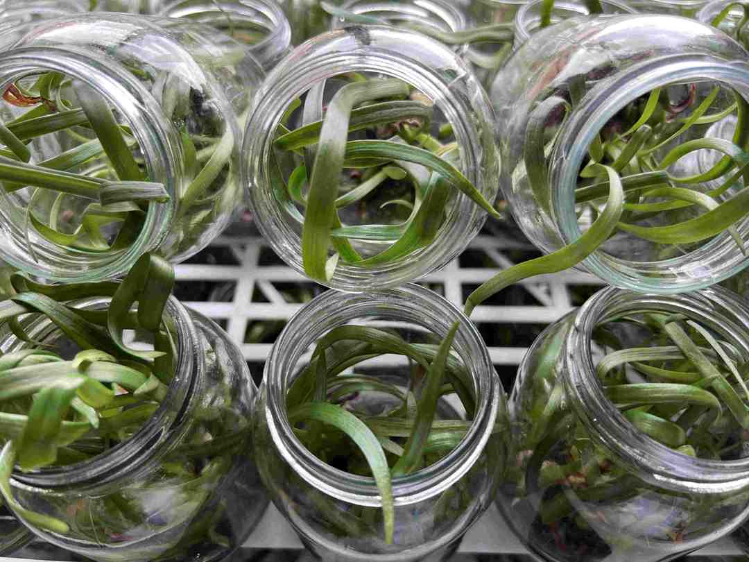 Genetic Fidelity in Plant Tissue Culture: Why Rapid Multiplication Is Meaningless Without Stable Plant Characteristics